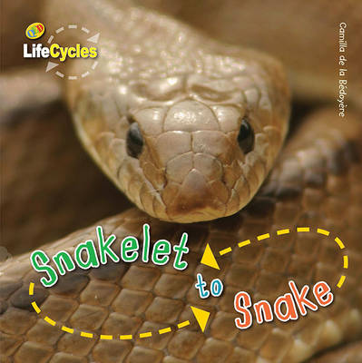 生命周期:蛇到蛇